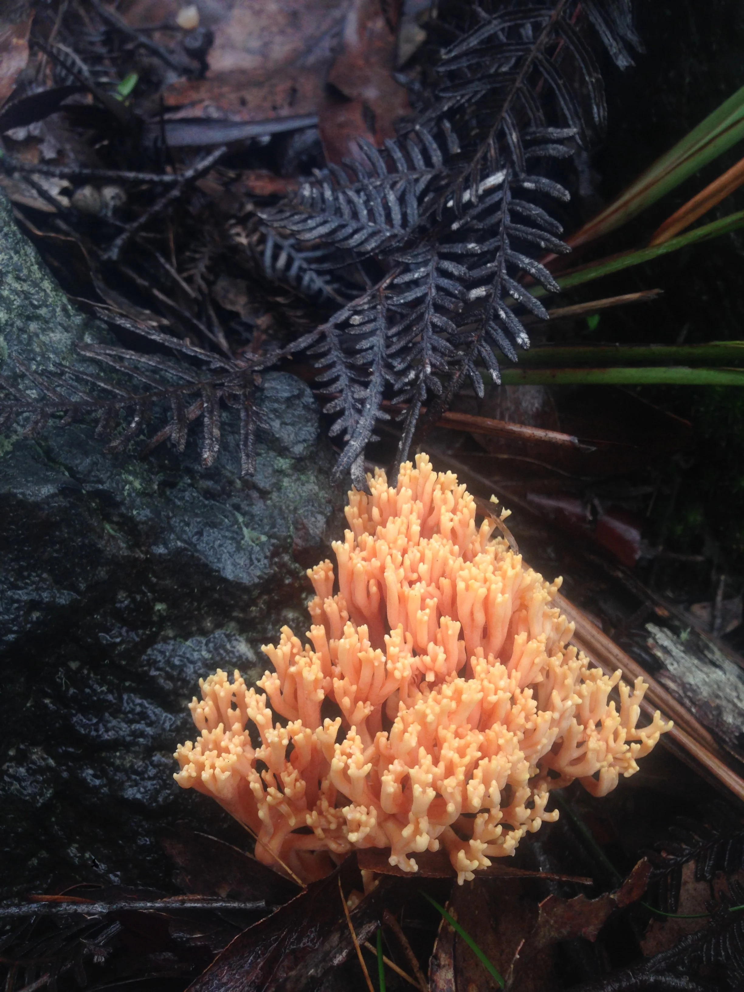 Mt Buller Circuit: Part I