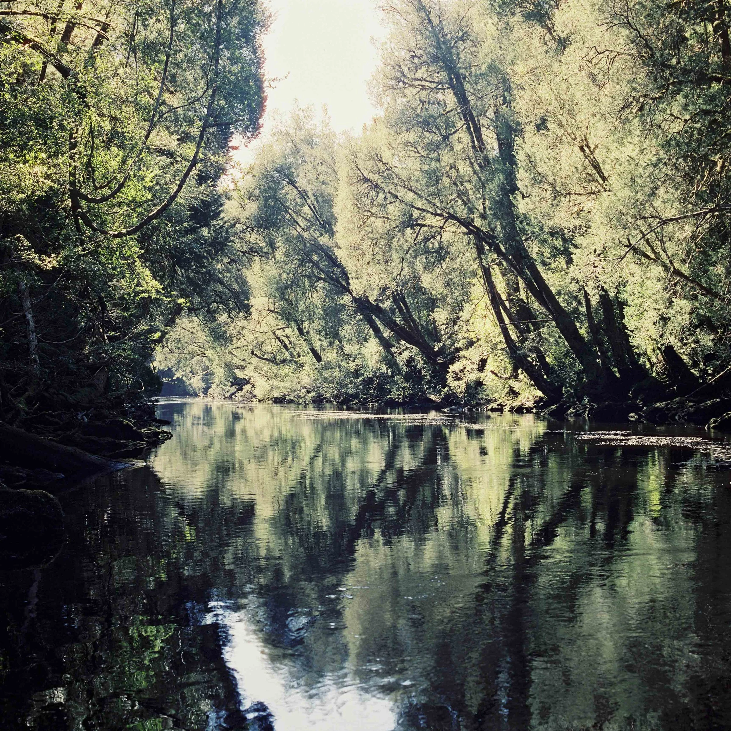 Where the Huon Pines grow...