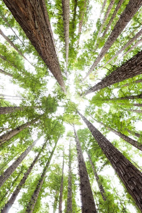 Redwoods-2.jpg