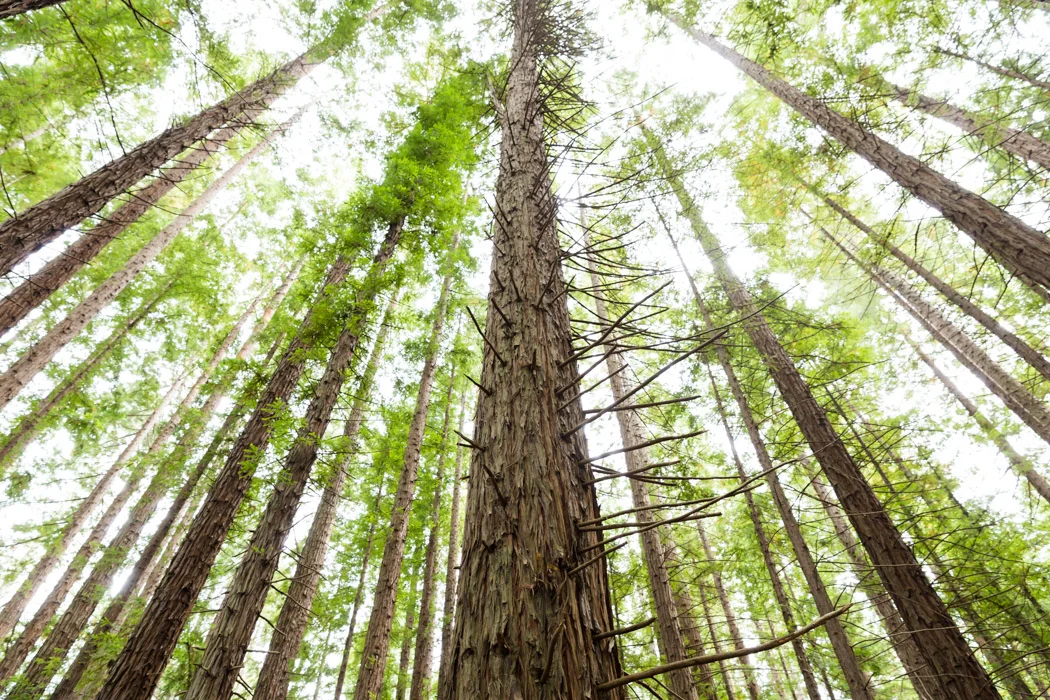 Redwoods-3.jpg