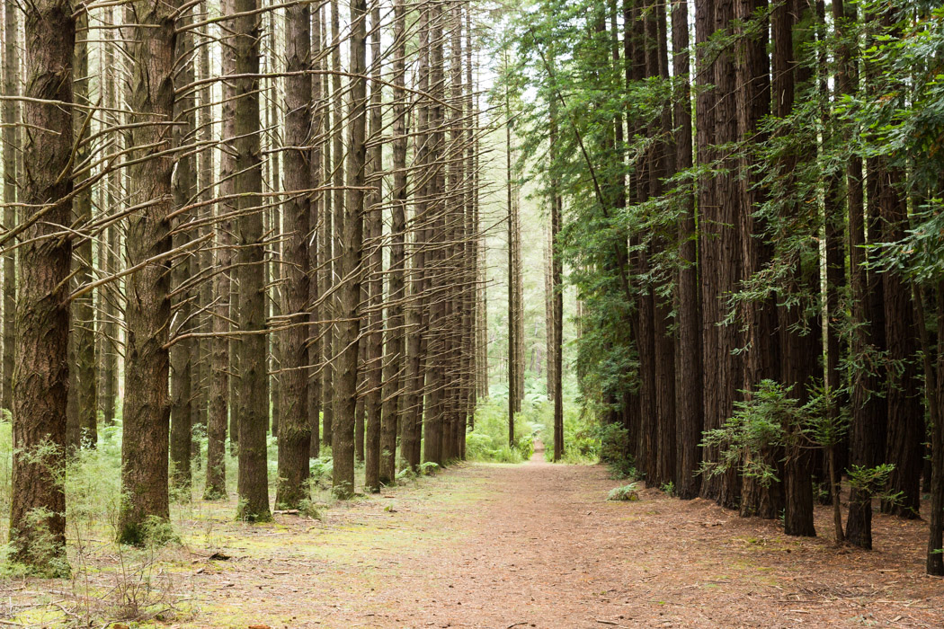 Redwoods-4.jpg
