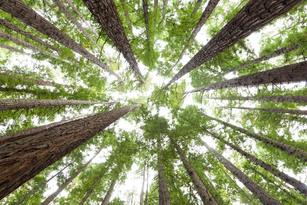Redwoods-1.jpg