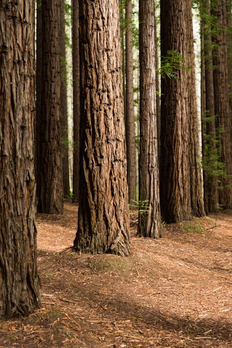 Redwoods-5.jpg