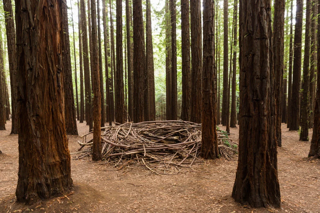 Redwoods-6.jpg