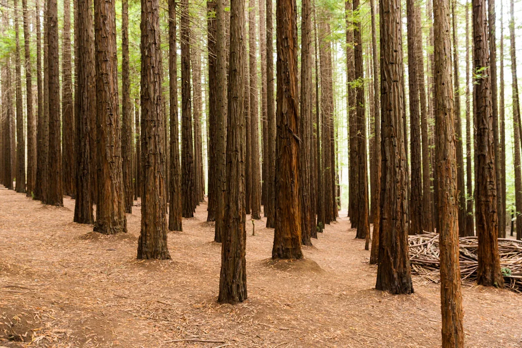Redwoods-7.jpg