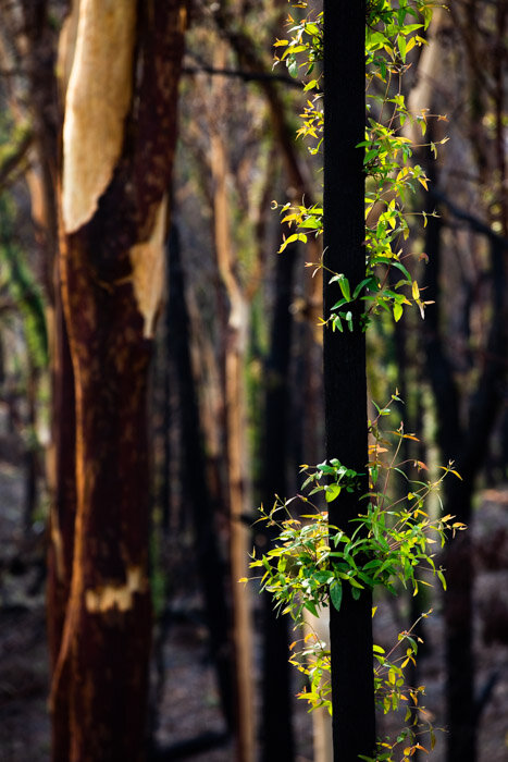 Malua_Adelong-14.jpg