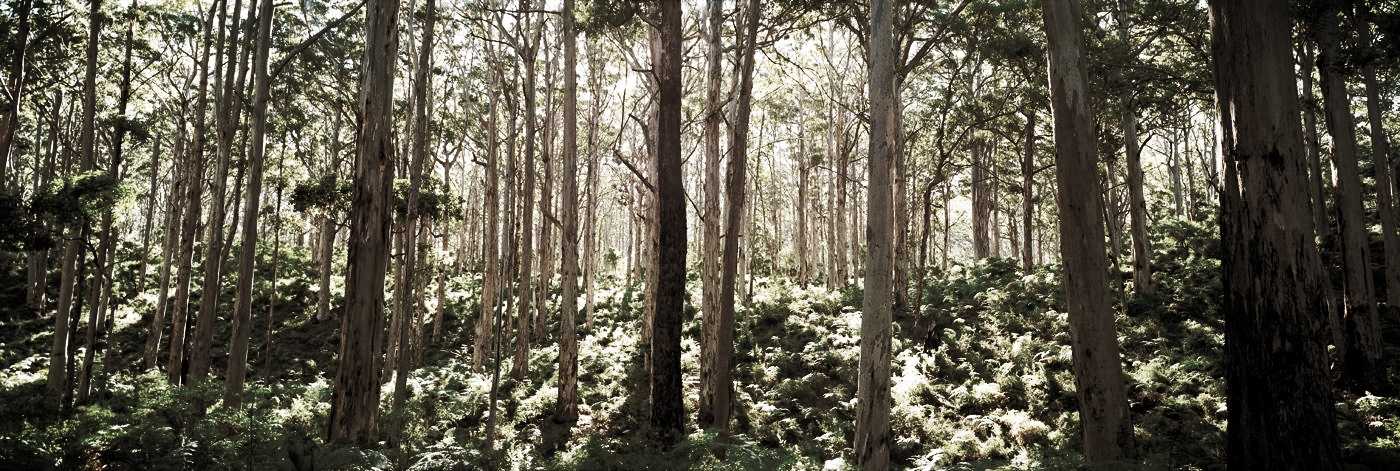forest.jpg