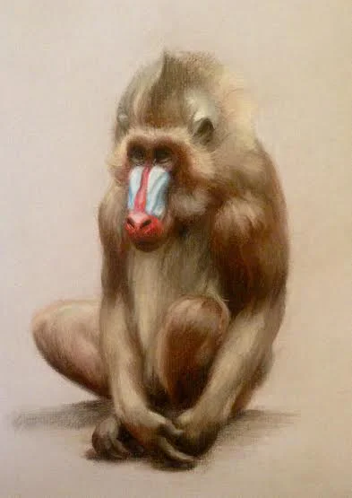 09 mandrill.jpg