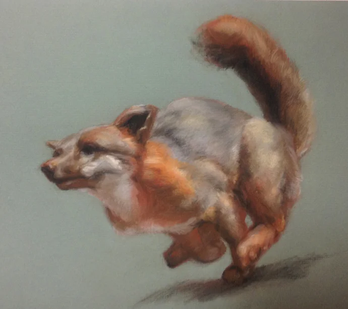 08 gray fox.jpg