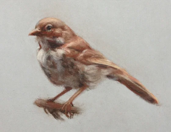 10 sage sparrow.jpg