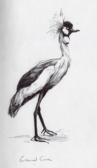 001 crowned crane.jpg