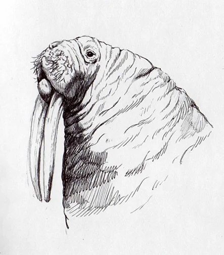 004 walrus.jpg