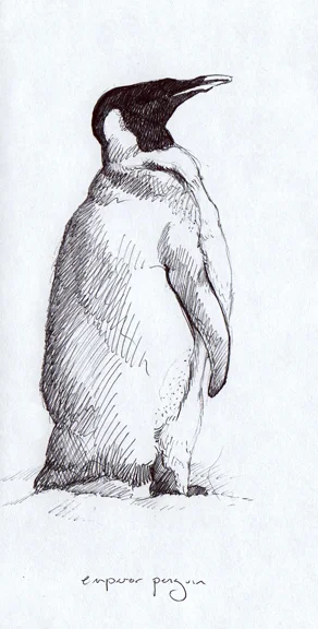 013 emperor penguin.jpg