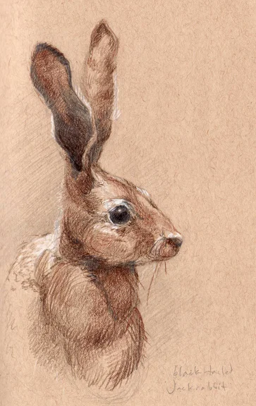 001 jackrabbit.jpg