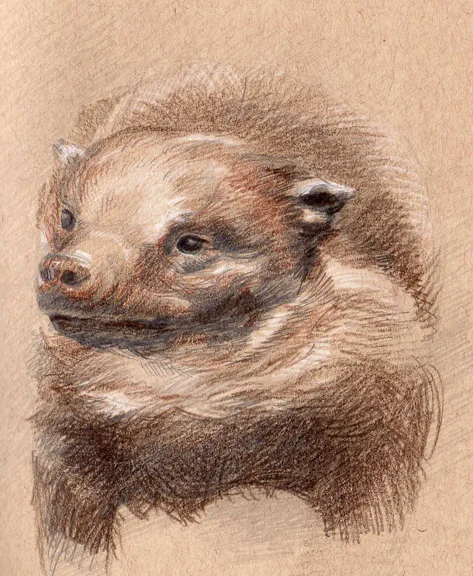 002 hog badger.jpg