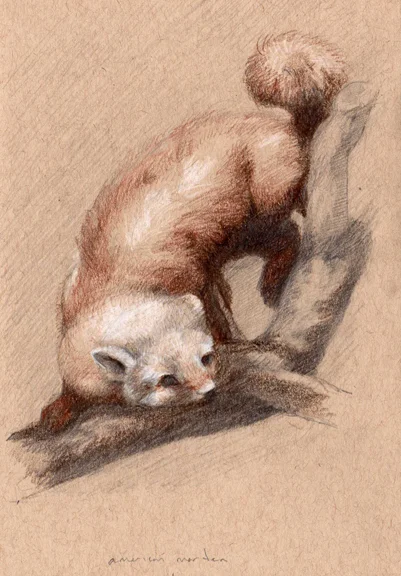011 american marten.jpg