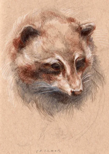 015 raccoon.jpg