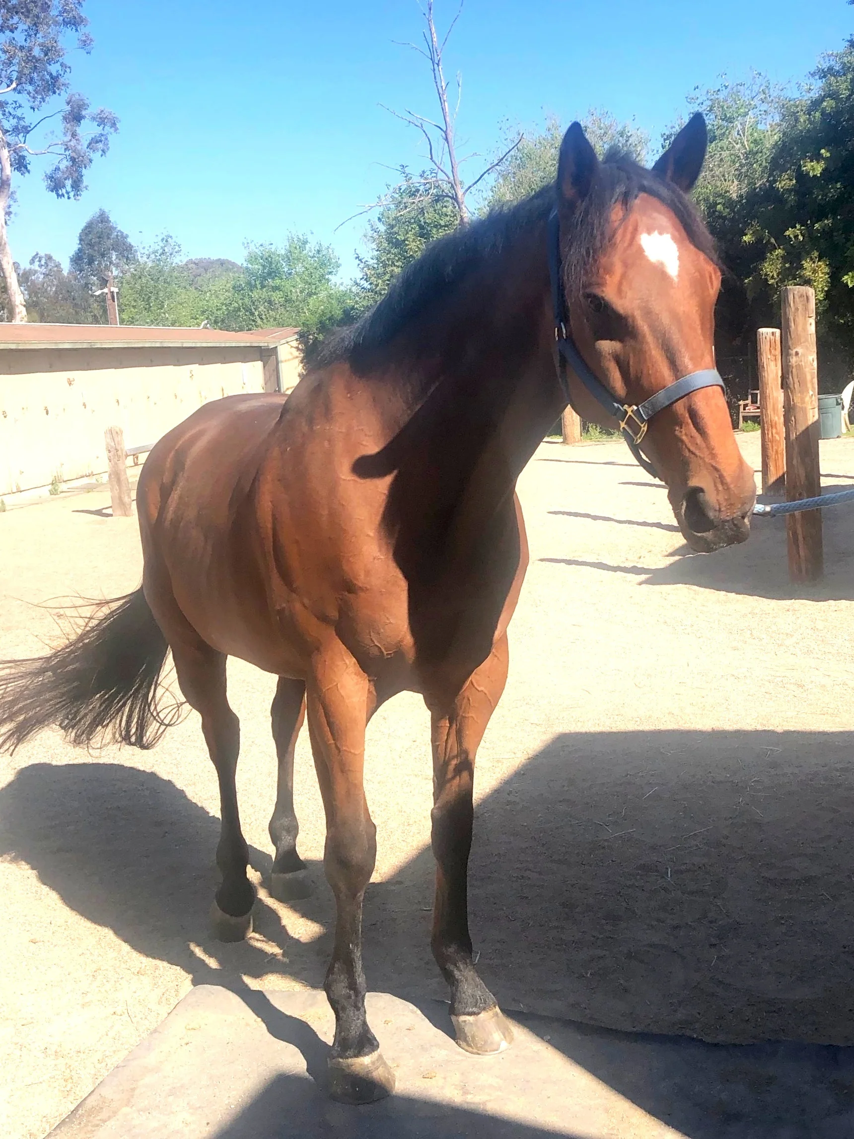 ZackThoroughbredHunterEquitationHorse.jpg