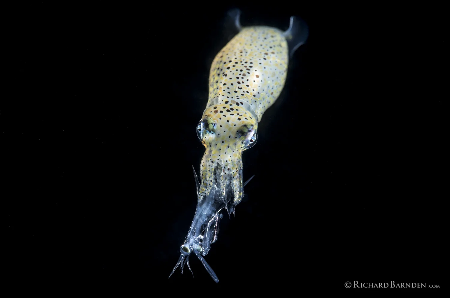 Squid with Stromatapod.jpg