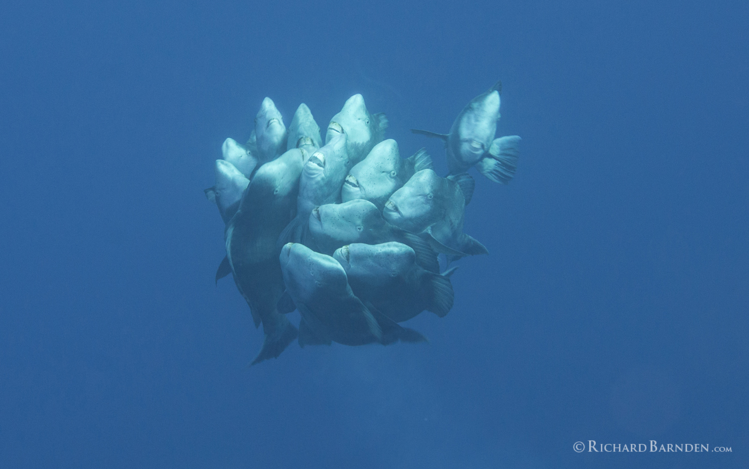 Bumphead Parrotfish (Bolbometepon muricatum)Join Together To Spawn.jpg