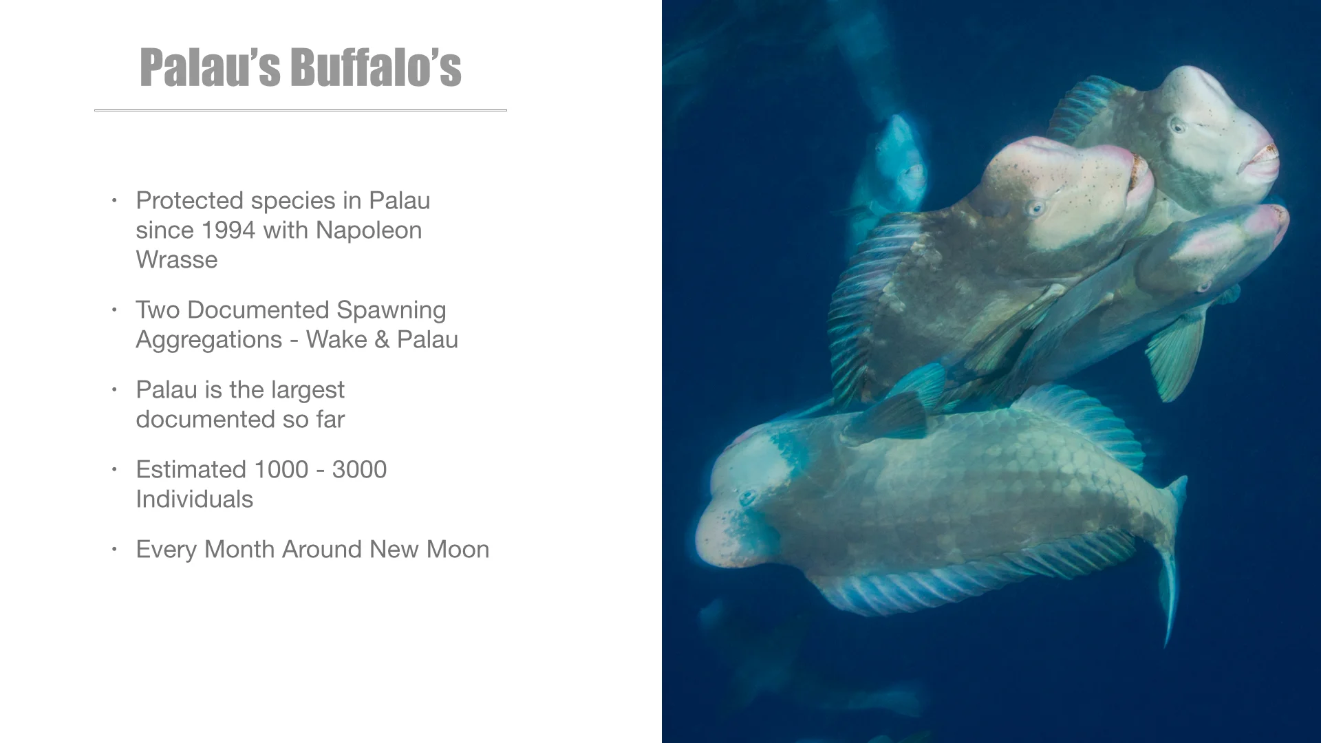 Bumphead Parrotfish Spawning Pres.005.jpg