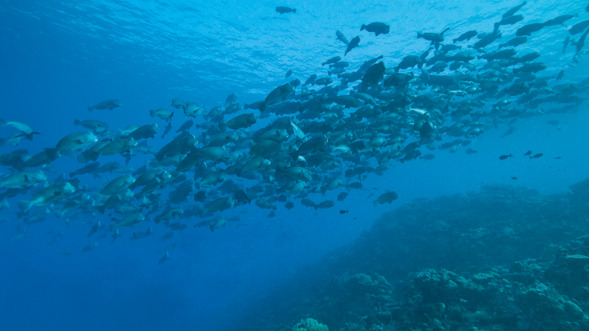 Bumphead Parrotfish Spawning Pres.007.jpg