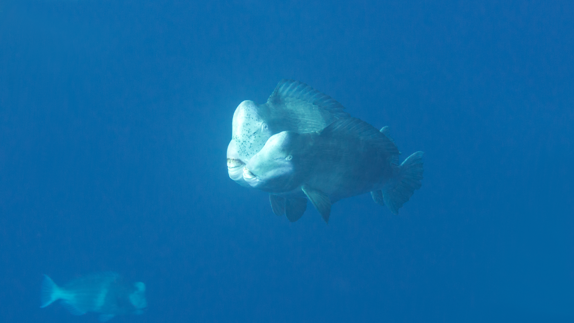 Bumphead Parrotfish Spawning Pres.012.jpg