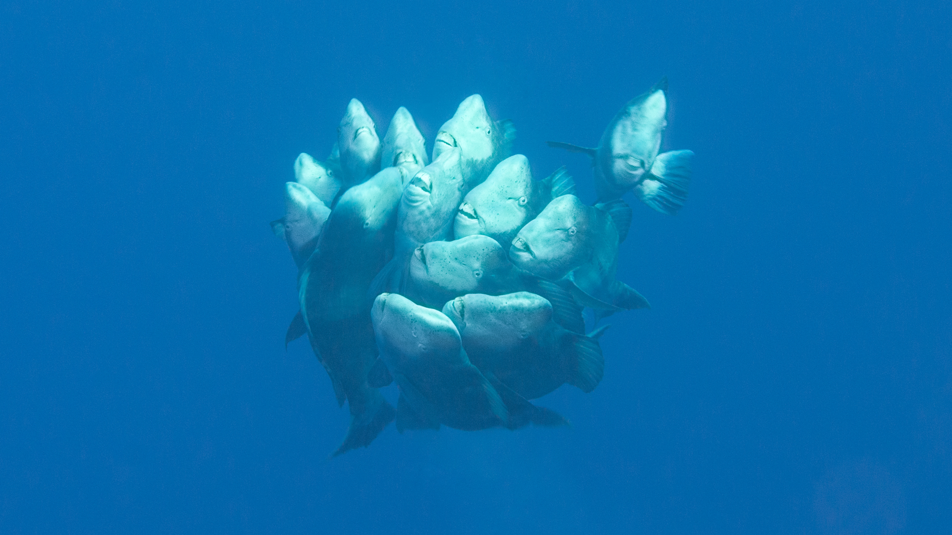 Bumphead Parrotfish Spawning Pres.013.jpg