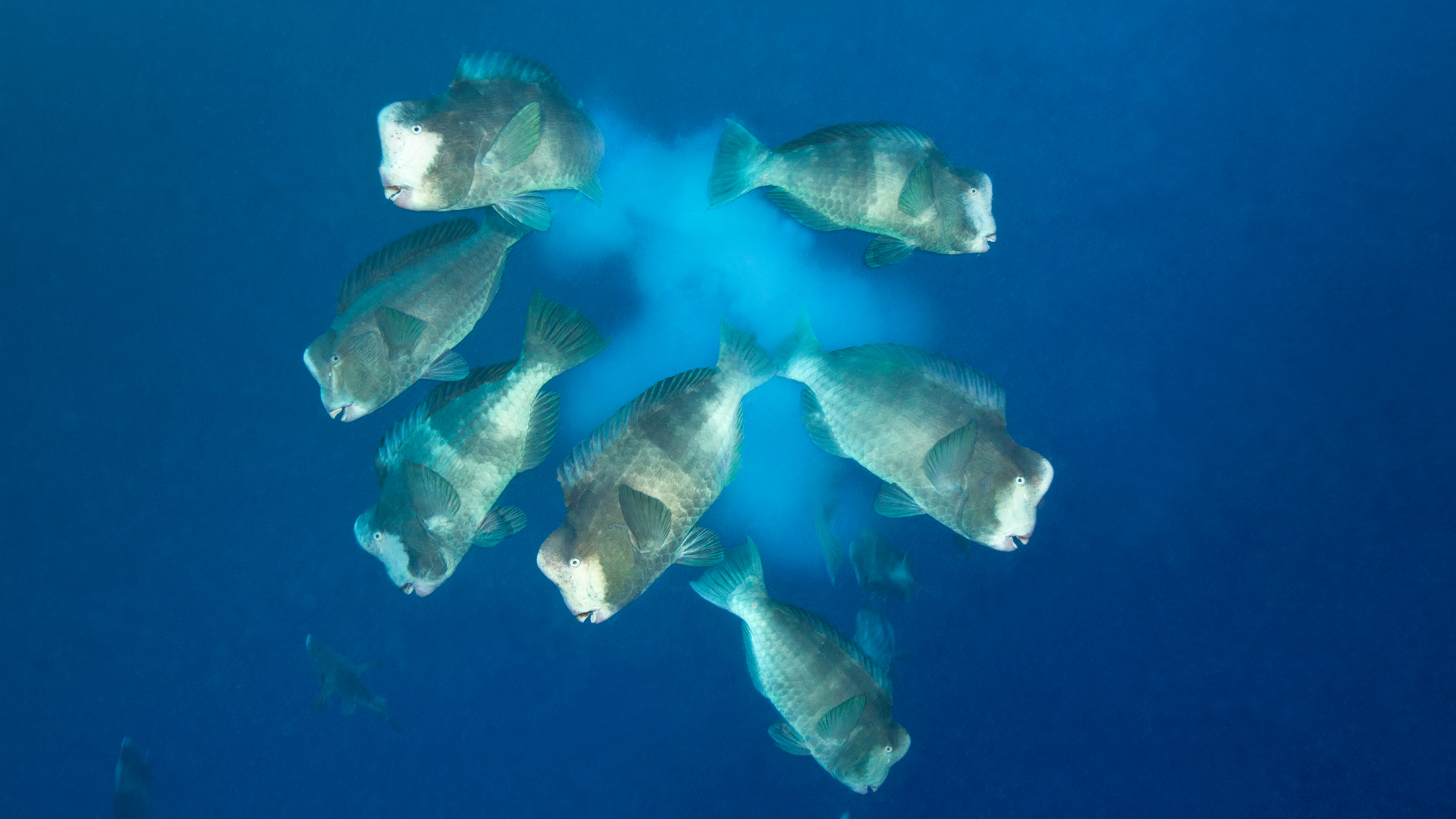 Bumphead Parrotfish Spawning Pres.015.jpg