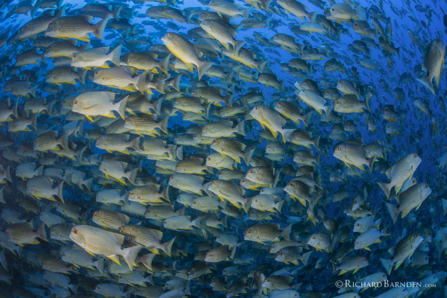 Blue Lined Sea Bream (Symphorichthys spilurus)  Preparing To Spawn Deep.jpg