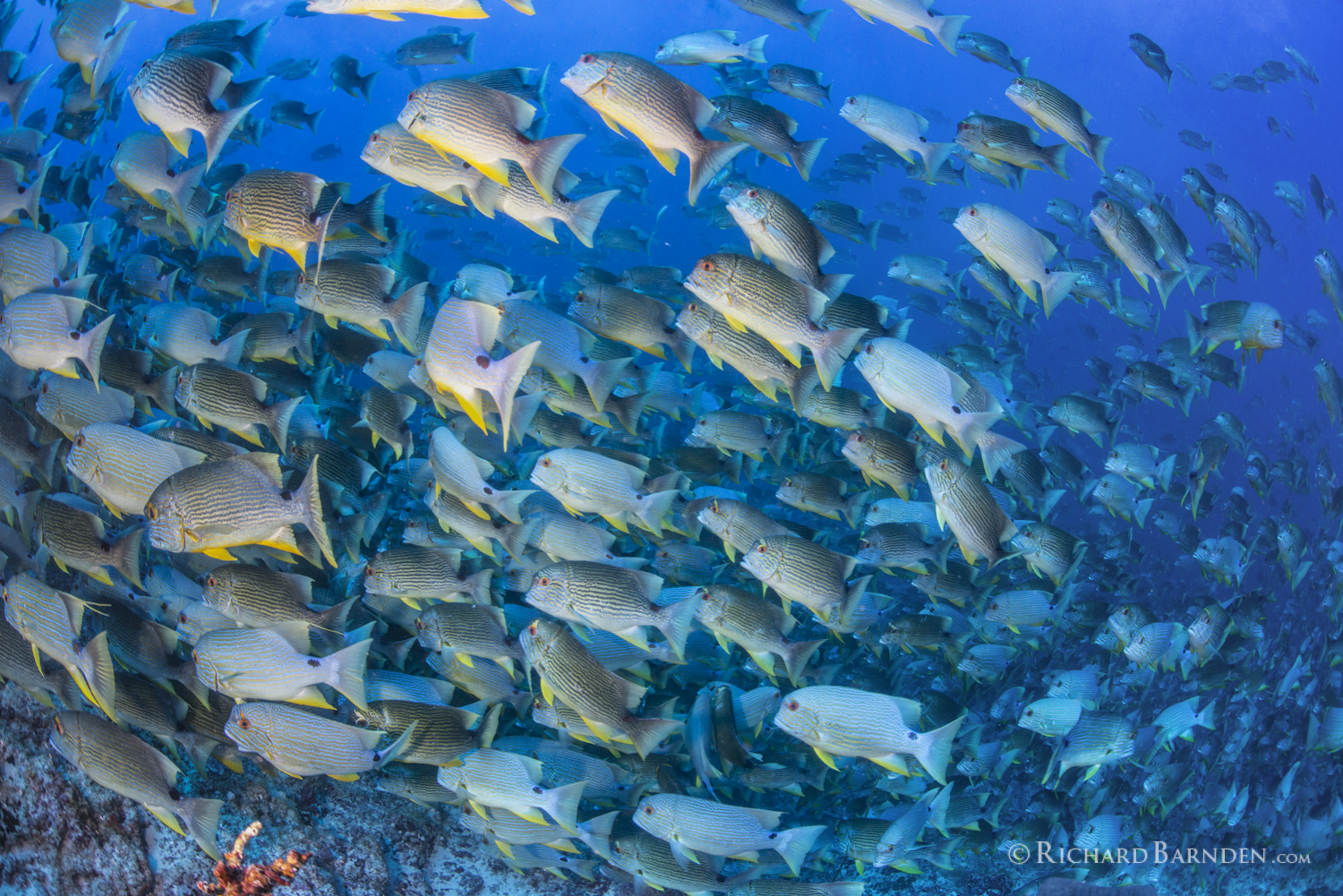 Blue Lined Sea Bream (Symphorichthys spilurus)   Rising And Displaying.jpg