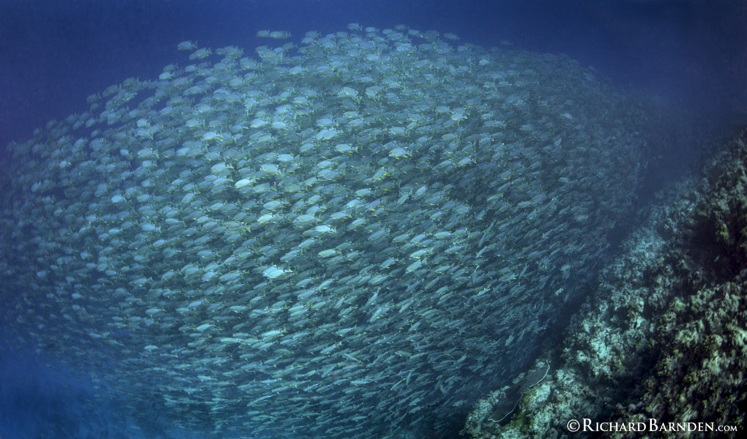 Blue Lined Sea Bream Tunnel School.jpg