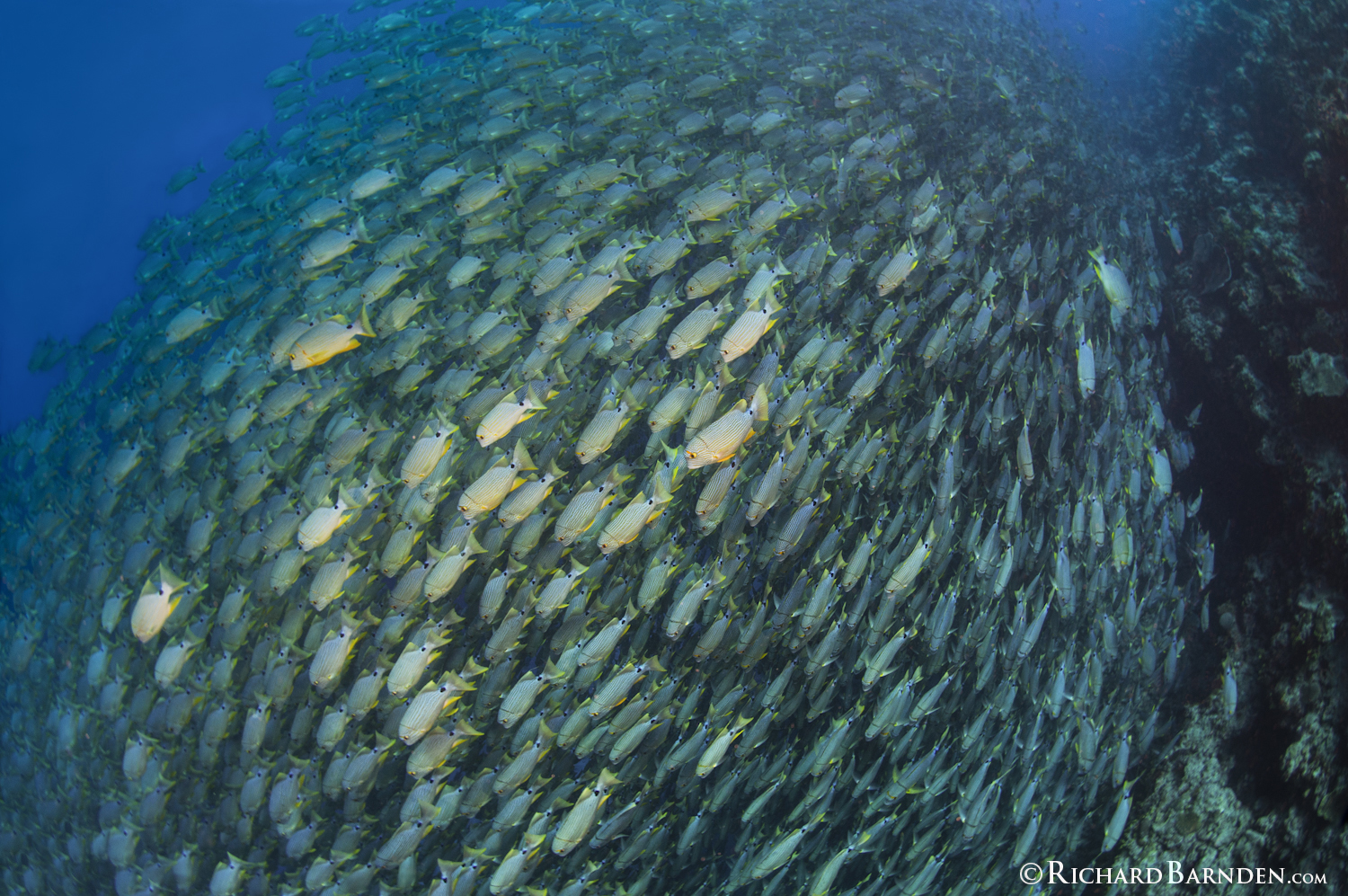 Blue Lined Sea Bream Balling.jpg