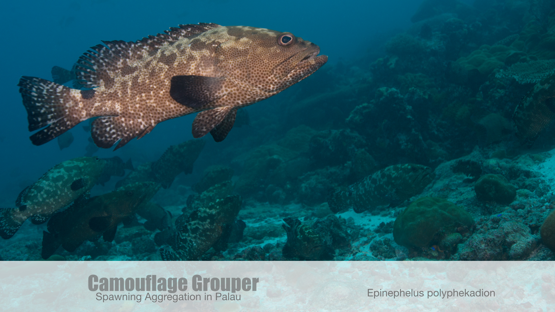 GROUPER SPAWNING.001.jpg