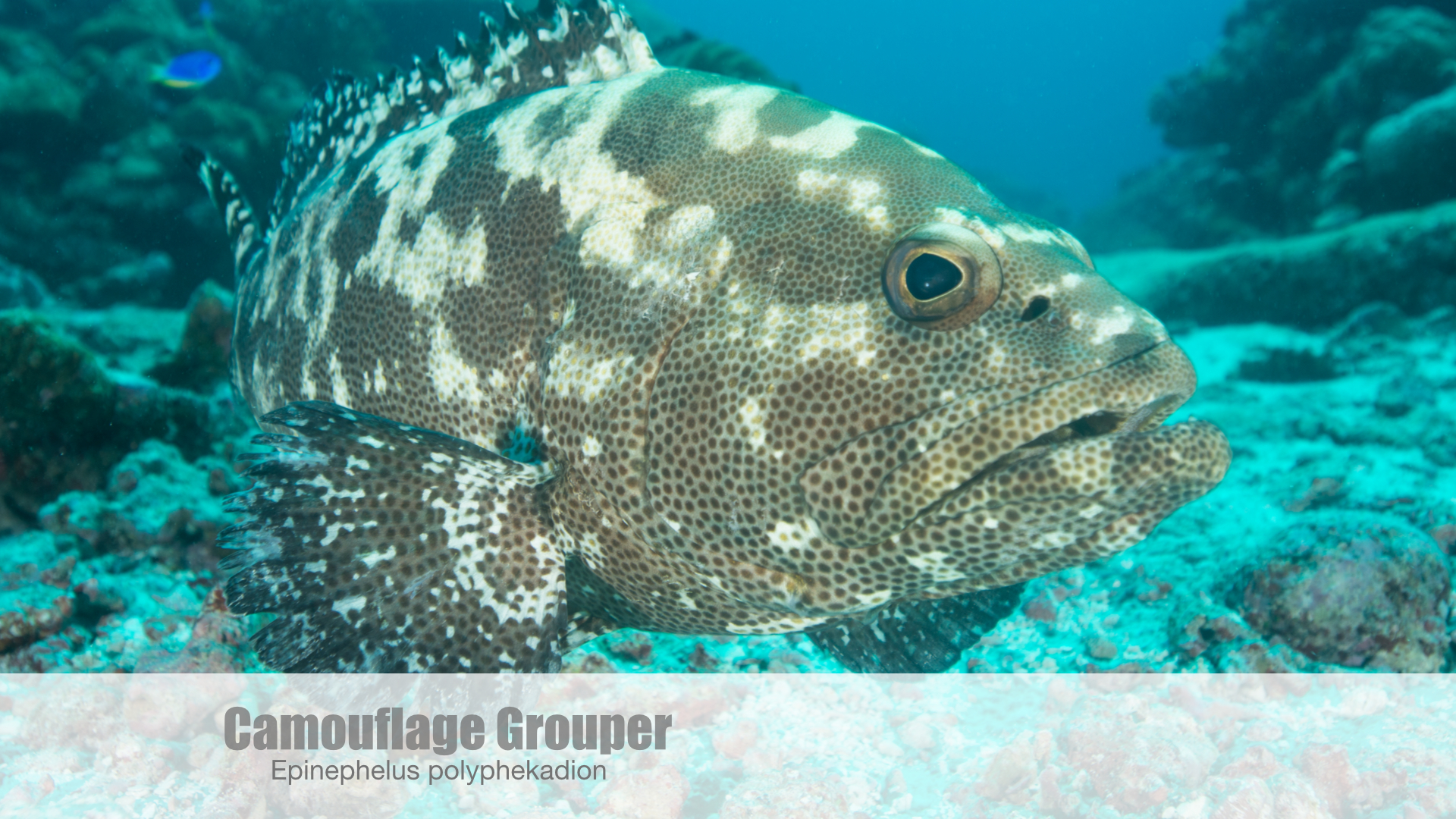 GROUPER SPAWNING.003.jpg