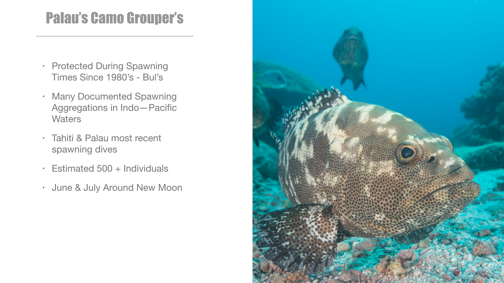 GROUPER SPAWNING.005.jpg