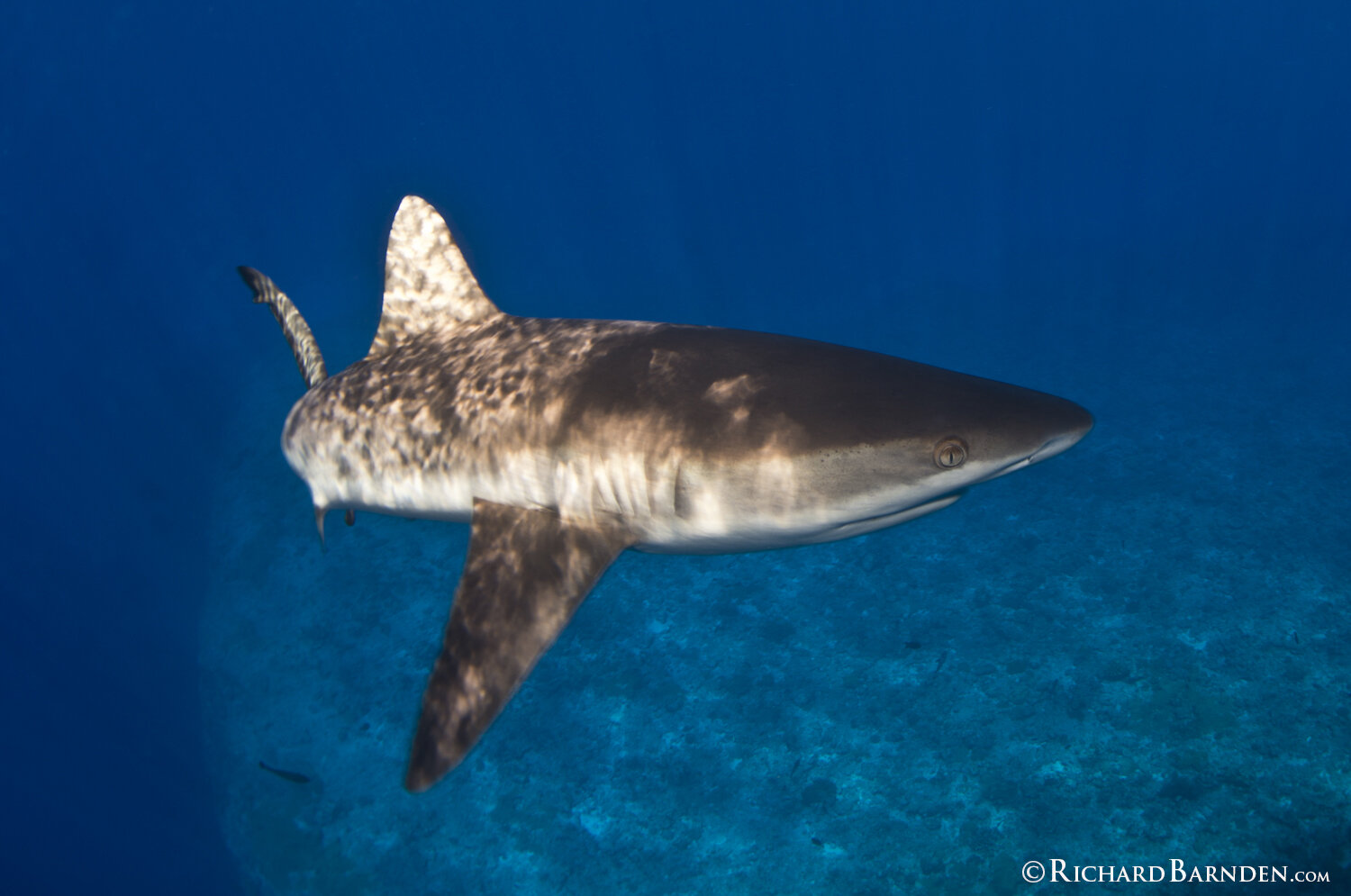 Grey Reef SharkUp  Close And Personal - Palau.jpg