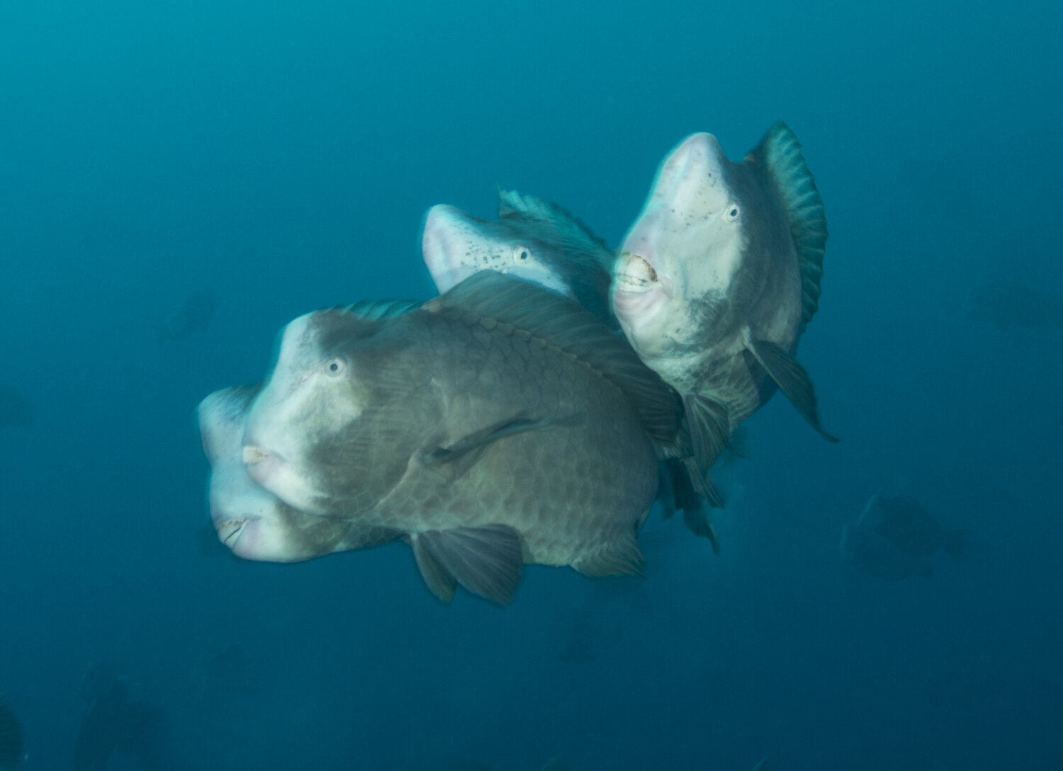Bumphead Parrotfish (Bolbometepon muricatum)Joing Heads Together To Mate.jpg