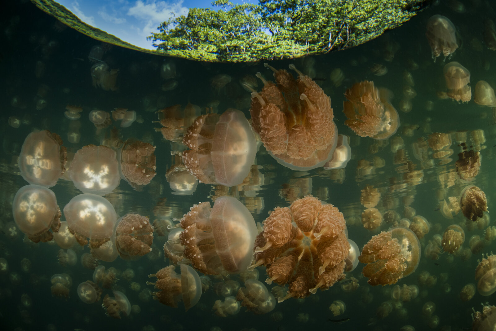 Jellyfish Lake Reflection.jpg