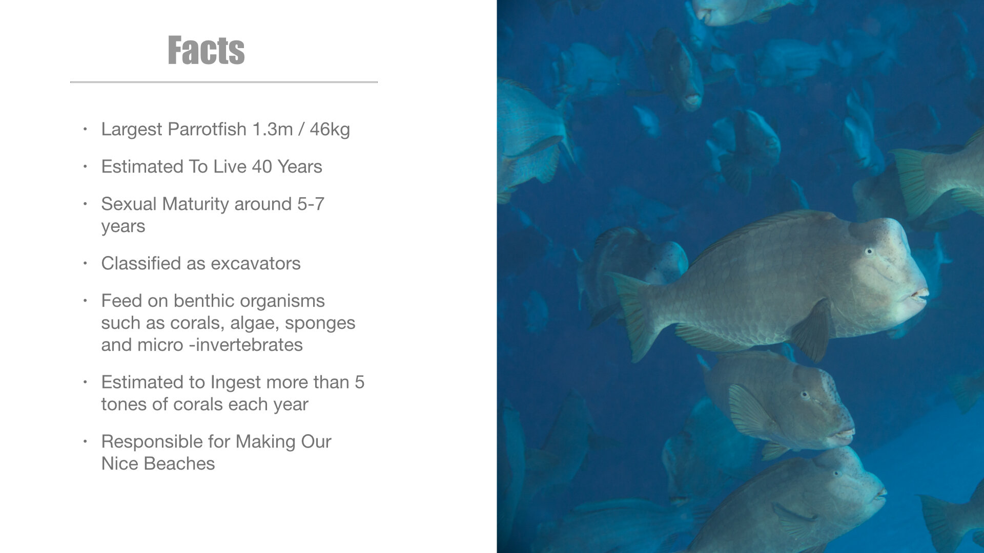 Bumphead Parrotfish Spawning Pres.004.jpg