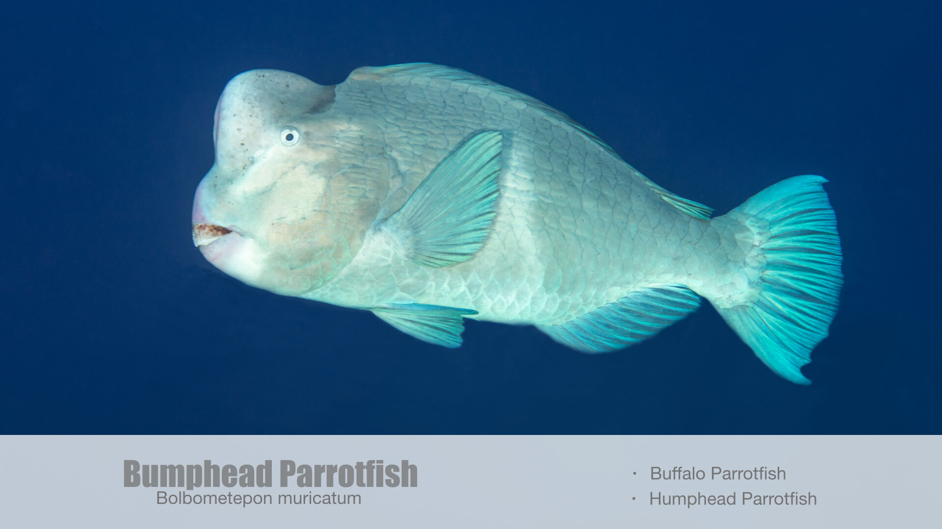 Bumphead Parrotfish Spawning Pres.003.jpg