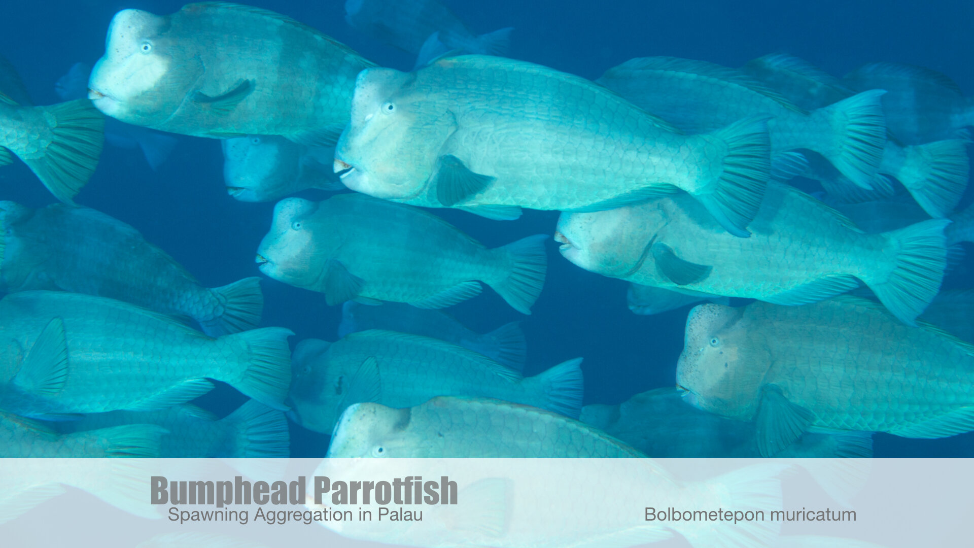 Bumphead Parrotfish Spawning Pres.001.jpg