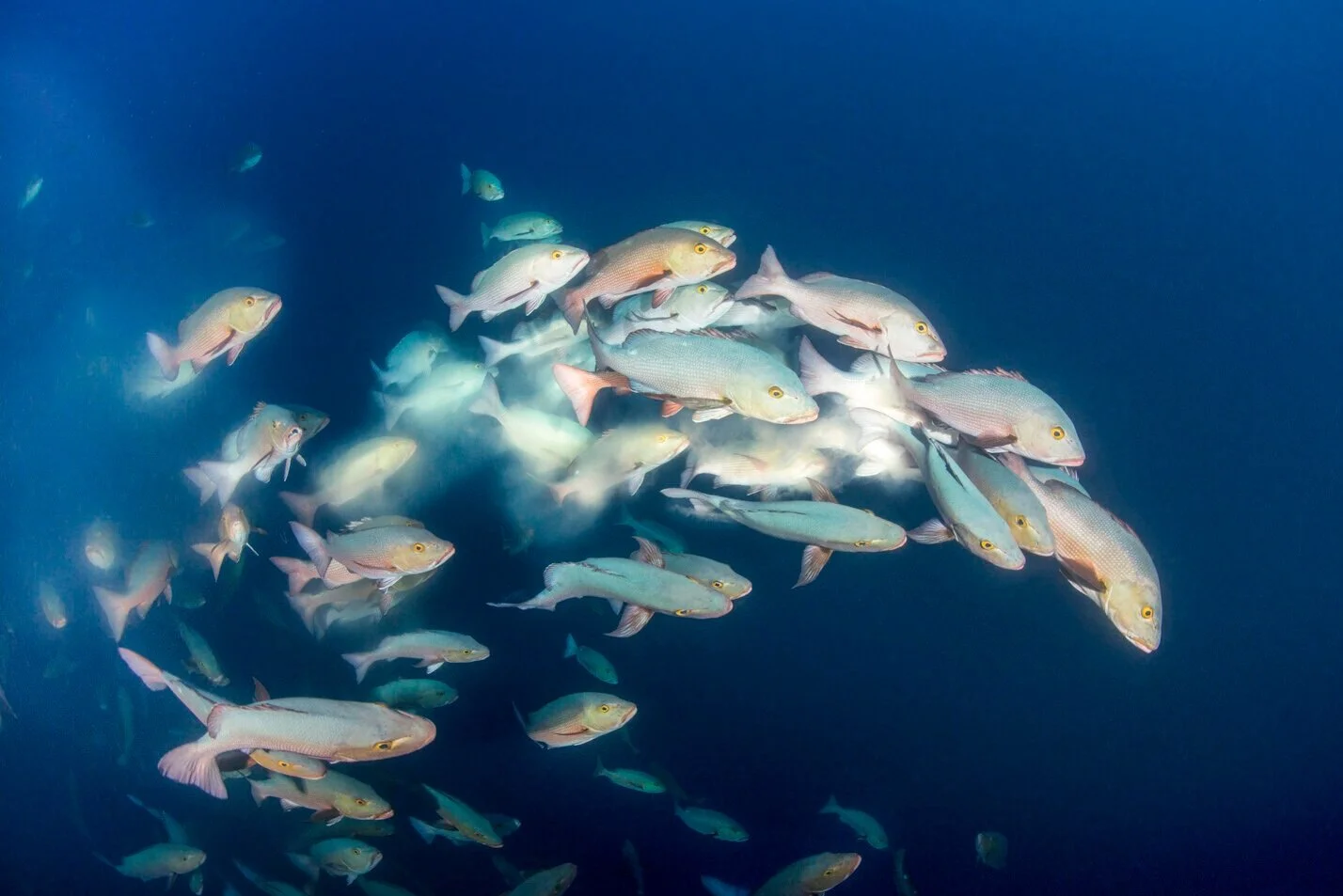 Spawning+No+Crop.jpg