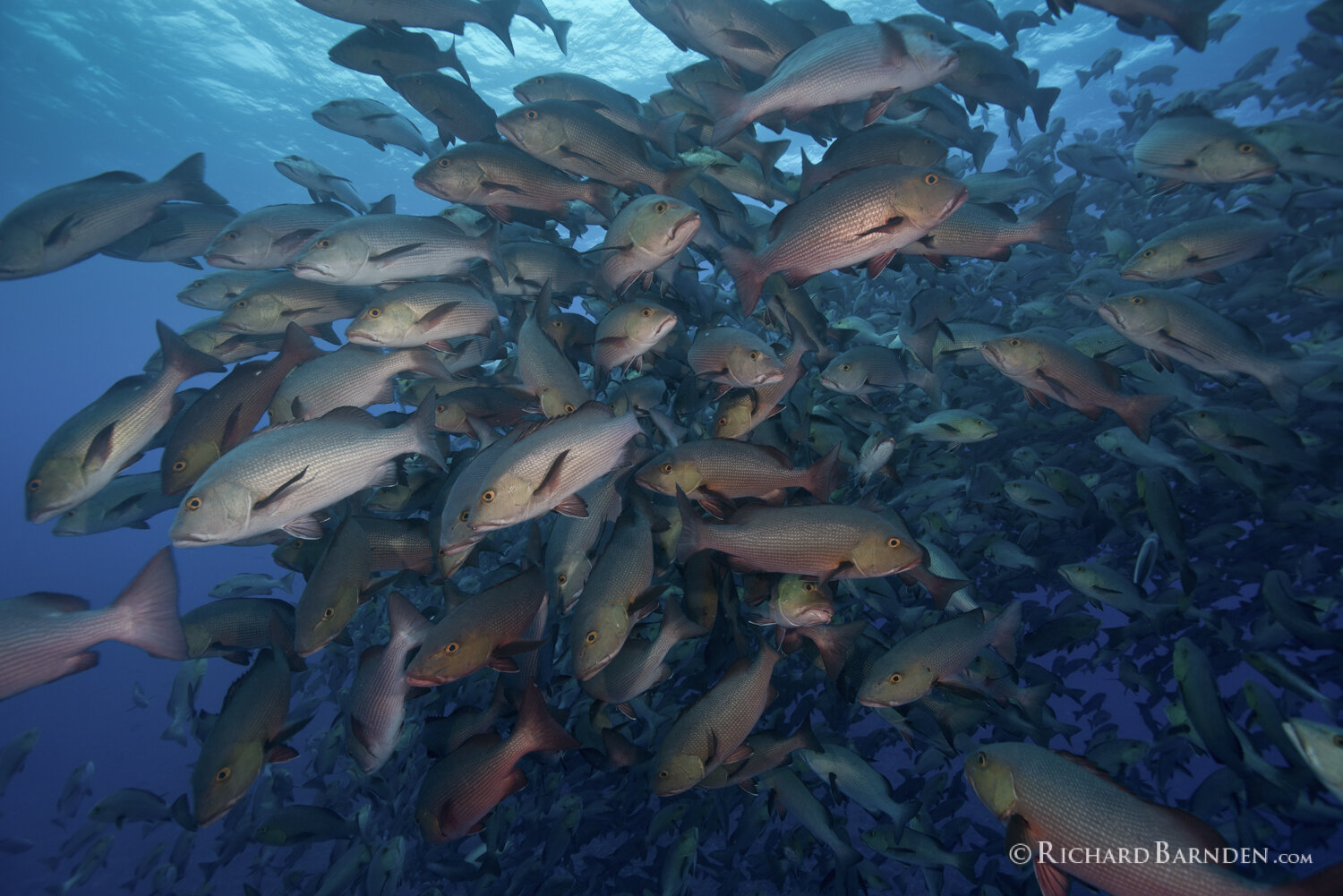 Twin Spot Snapper School Prepares To Spawn.jpg