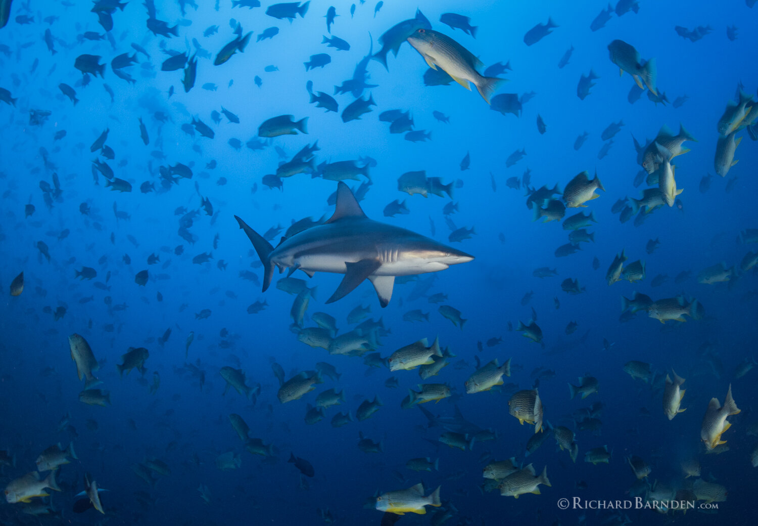 Blacktip with 5 Others.jpg