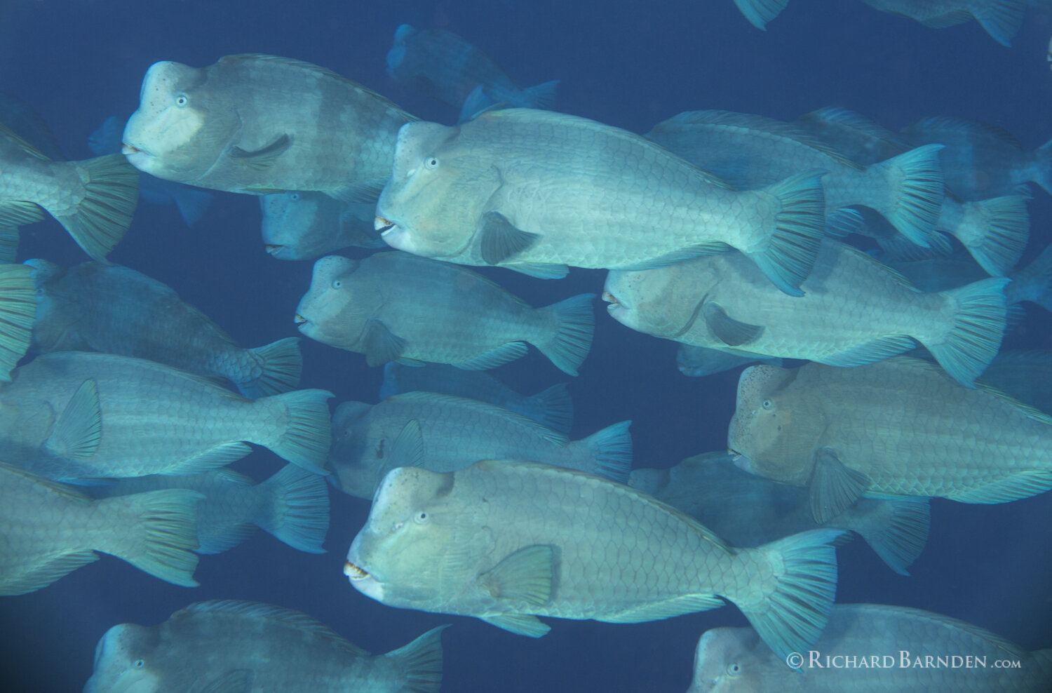 Bumphead Parrotfish (Bolbometepon muricatum) Aggregation Dance.jpg