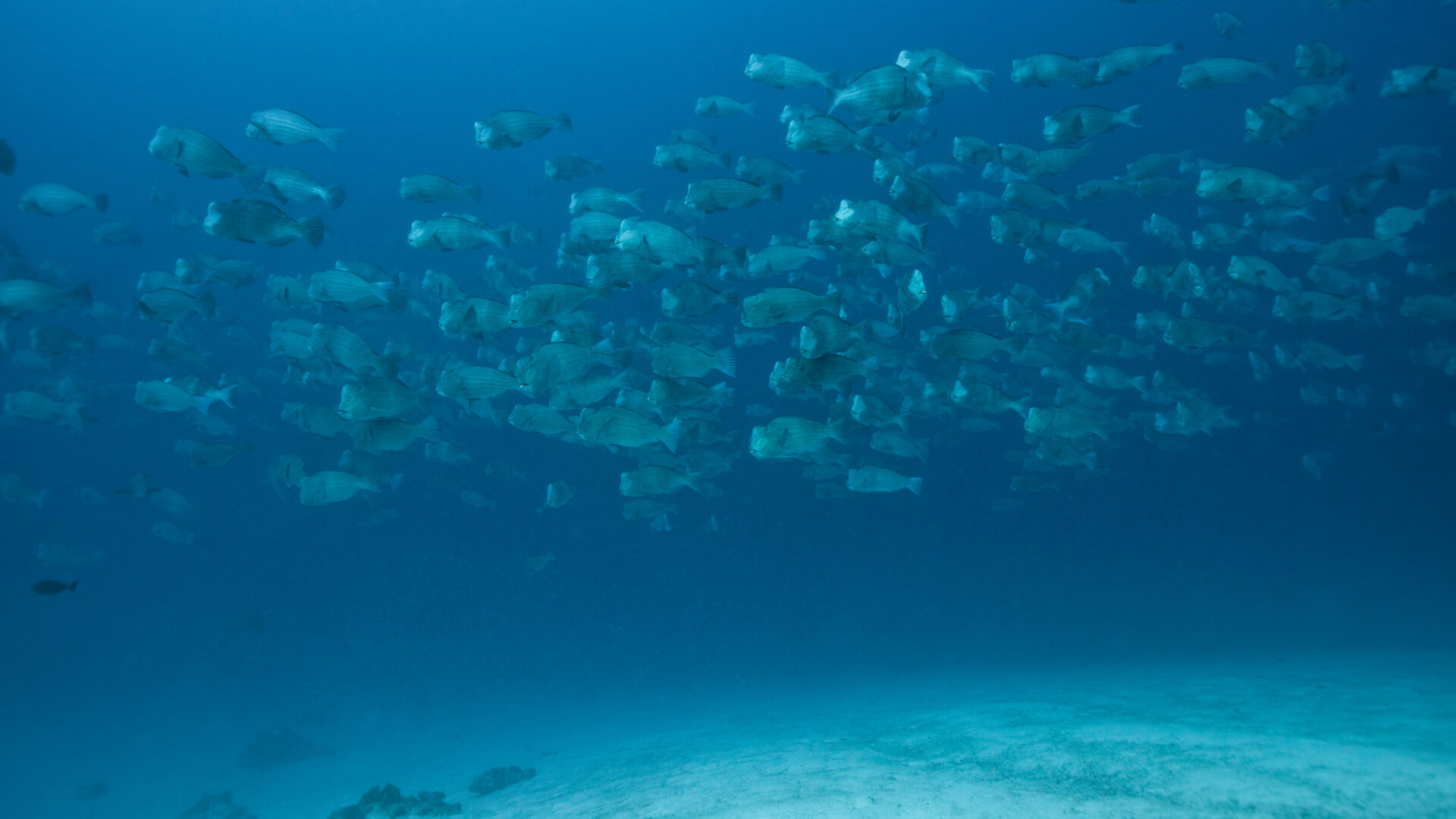 Bumphead Parrotfish Spawning Pres.008.jpg