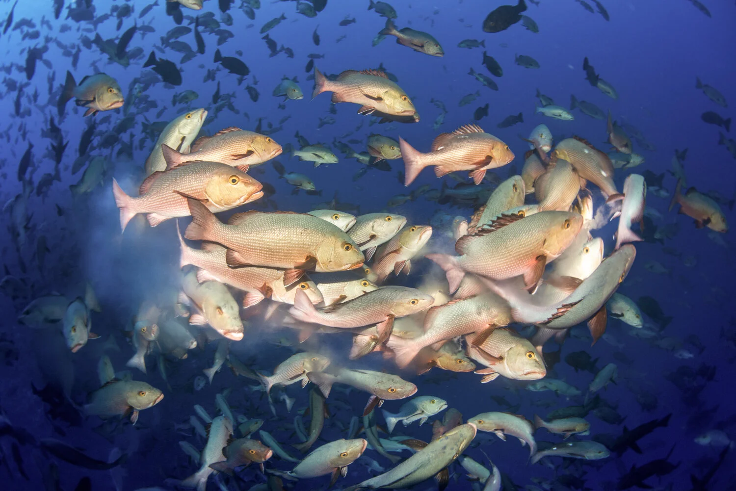 Twin Spot Spawning Close.jpg