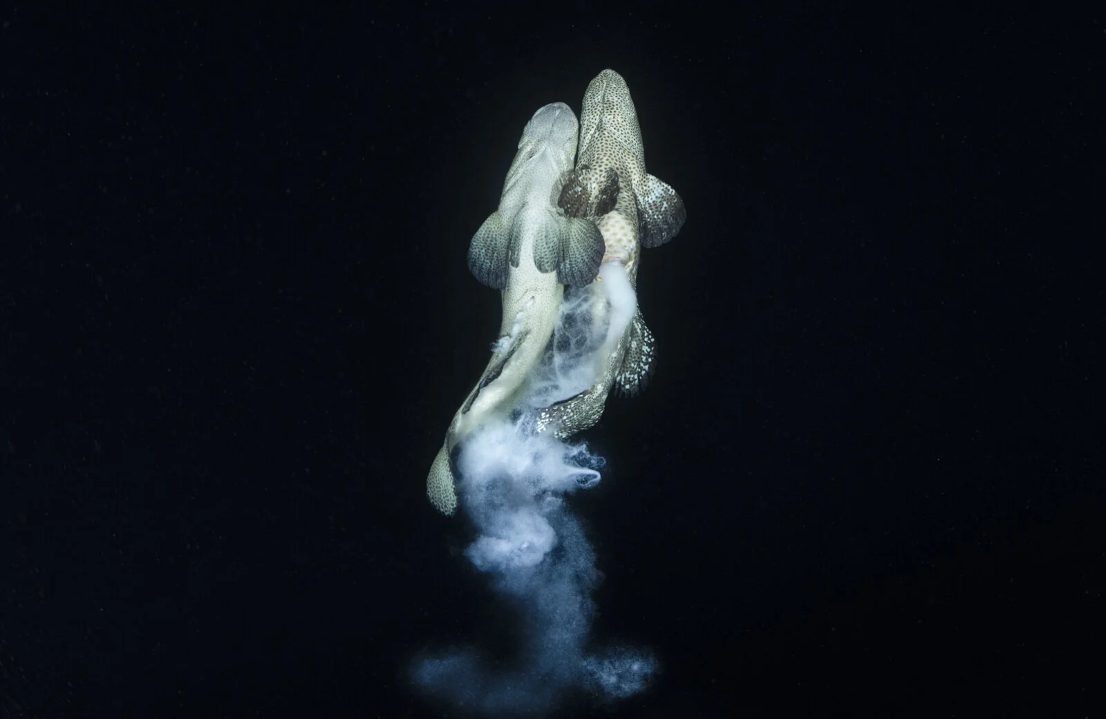 Camouflage Groupers spawning in Palau.jpg