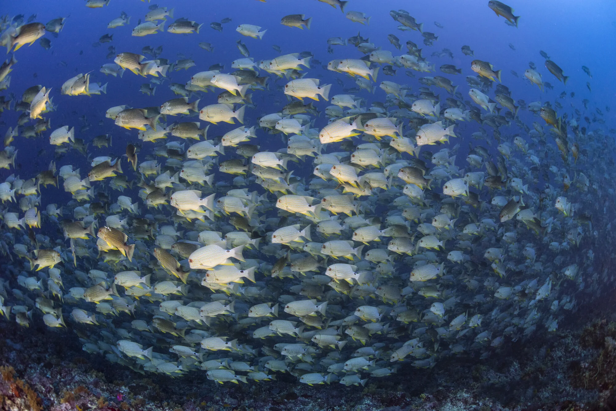 Sea Bream 2019_.jpg